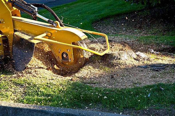 Best Tree Maintenance Programs  in Palmdale, CA
