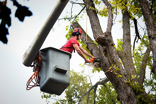 Best Hazardous Tree Removal  in Palmdale, CA