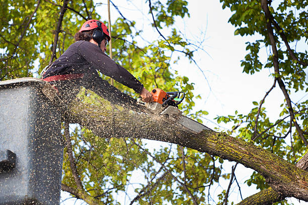 Best Emergency Tree Removal  in Palmdale, CA